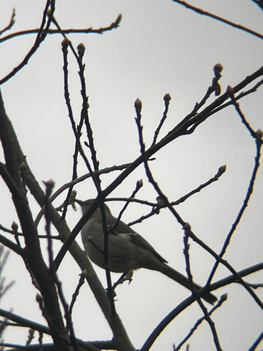 Northern Mockingbird - ML644213090