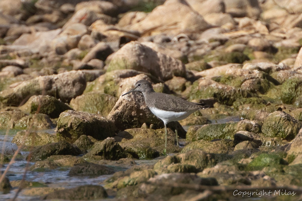 vodouš kropenatý - ML644213093