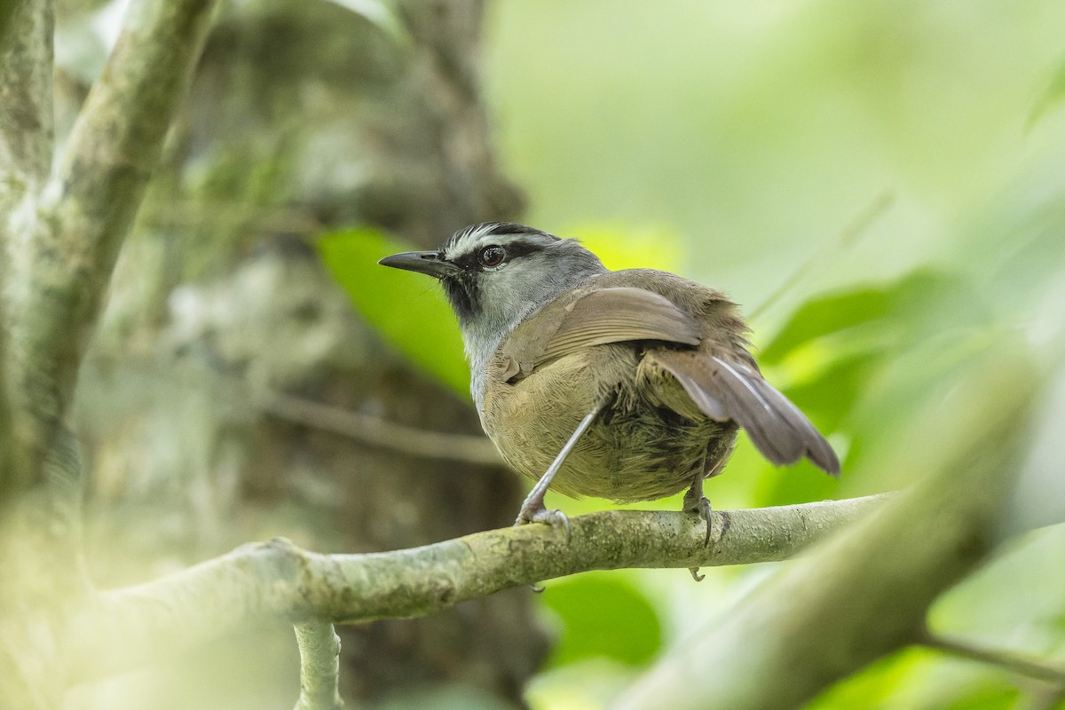 Banasura Laughingthrush - ML644213105