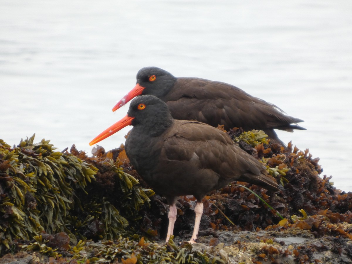 Black Oystercatcher - ML644213108