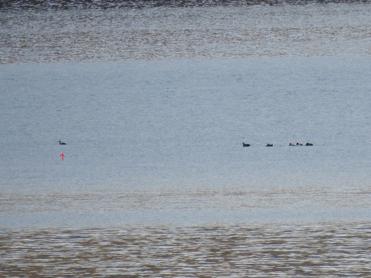Red-necked Grebe - ML644213113