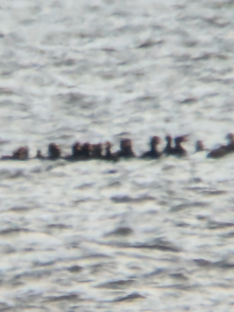 Black Scoter - ML644213125