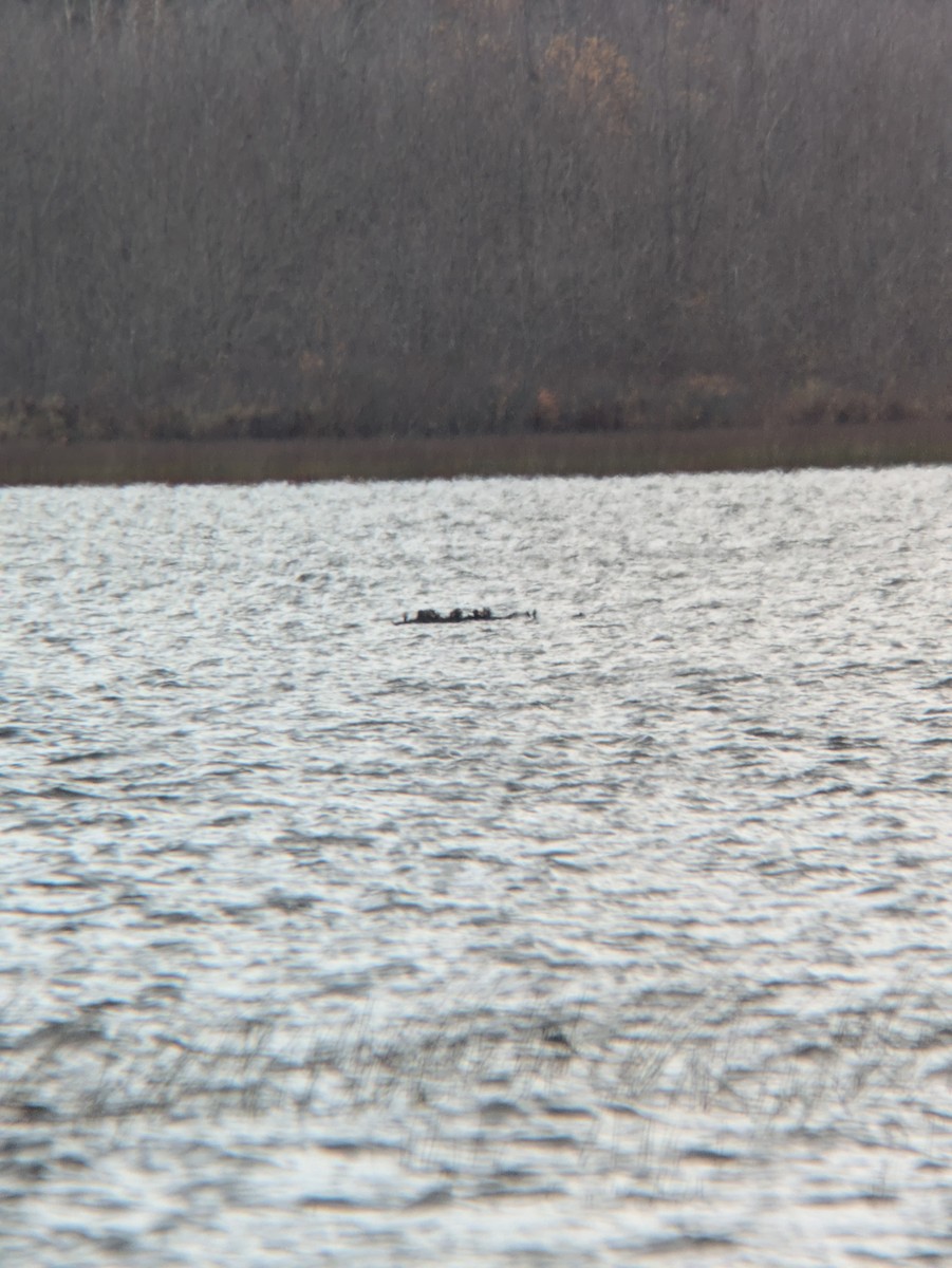 Black Scoter - ML644213126