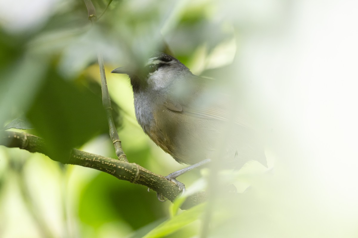 Banasura Laughingthrush - ML644213137