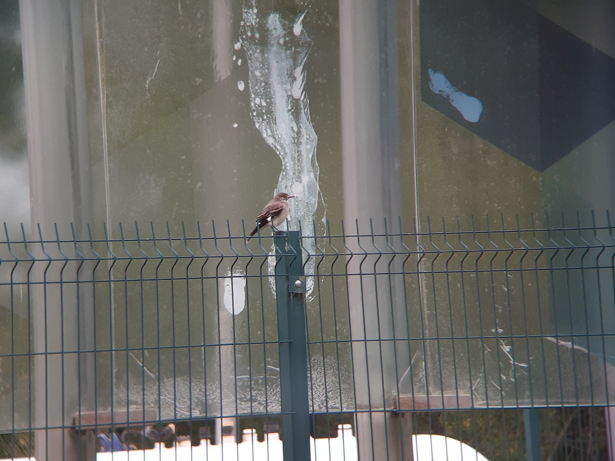 Gray Monjita - ML644213151