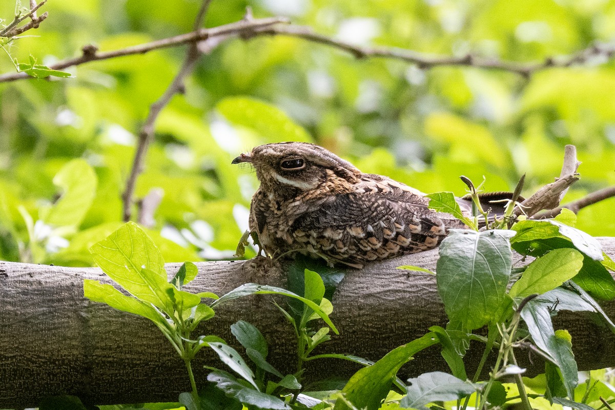 Hint Çobanaldatanı - ML644213168