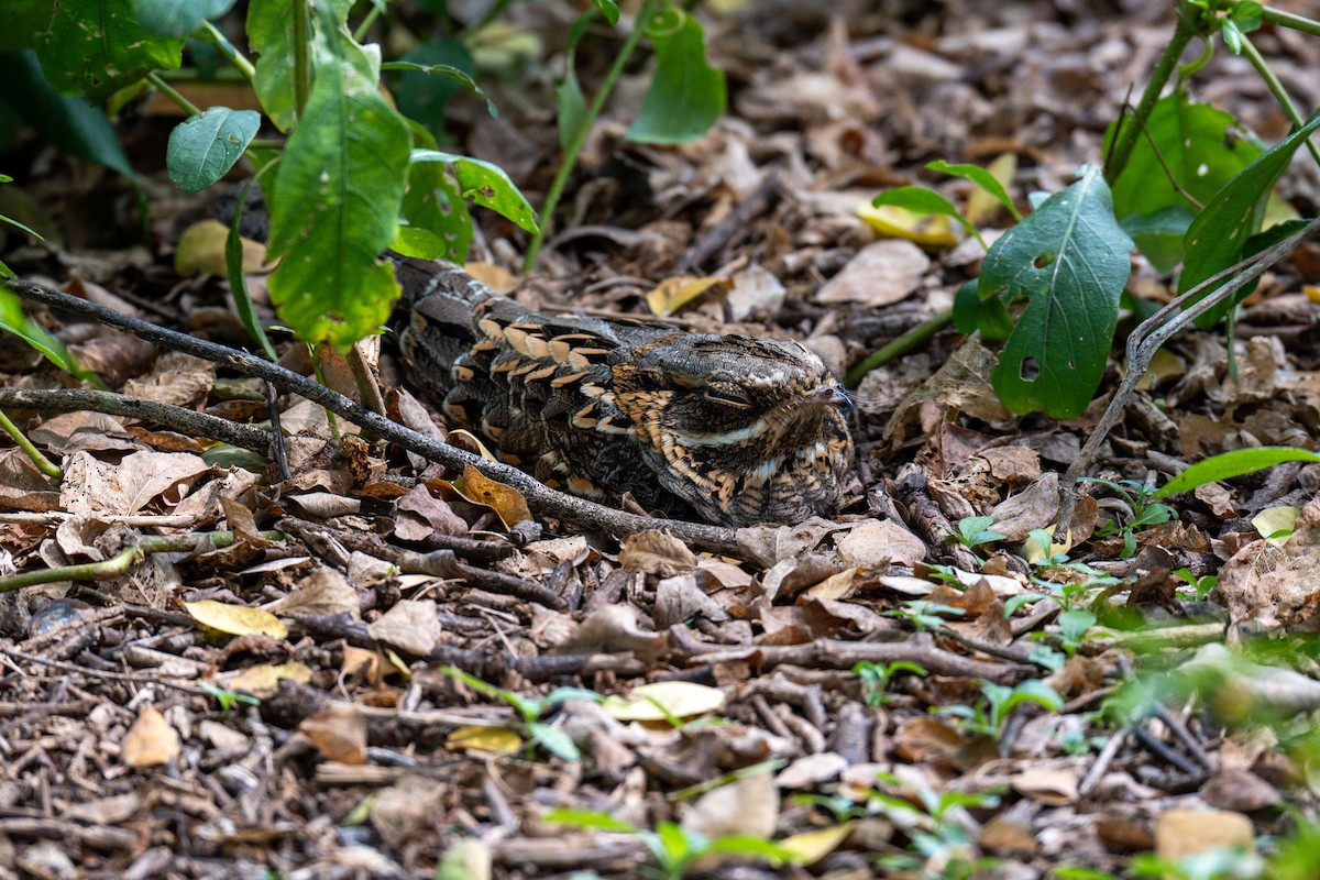 Hint Çobanaldatanı - ML644213170