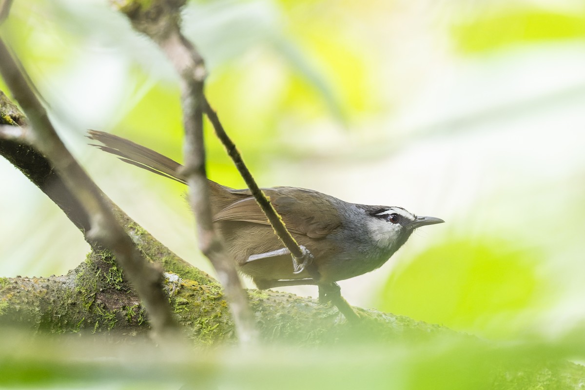 Banasura Laughingthrush - ML644213179