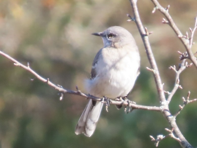 Northern Mockingbird - ML644213182