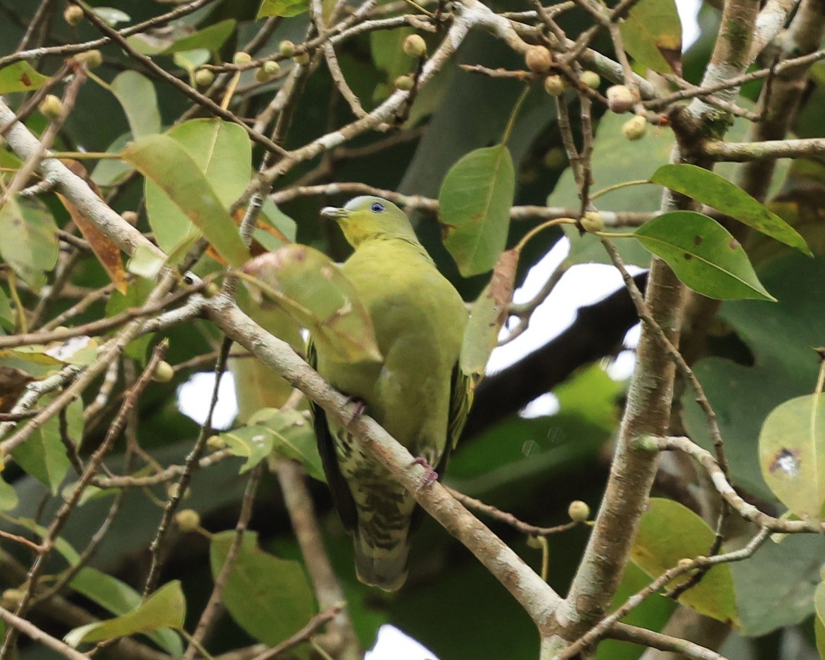 Gray-fronted Green-Pigeon - ML644213198