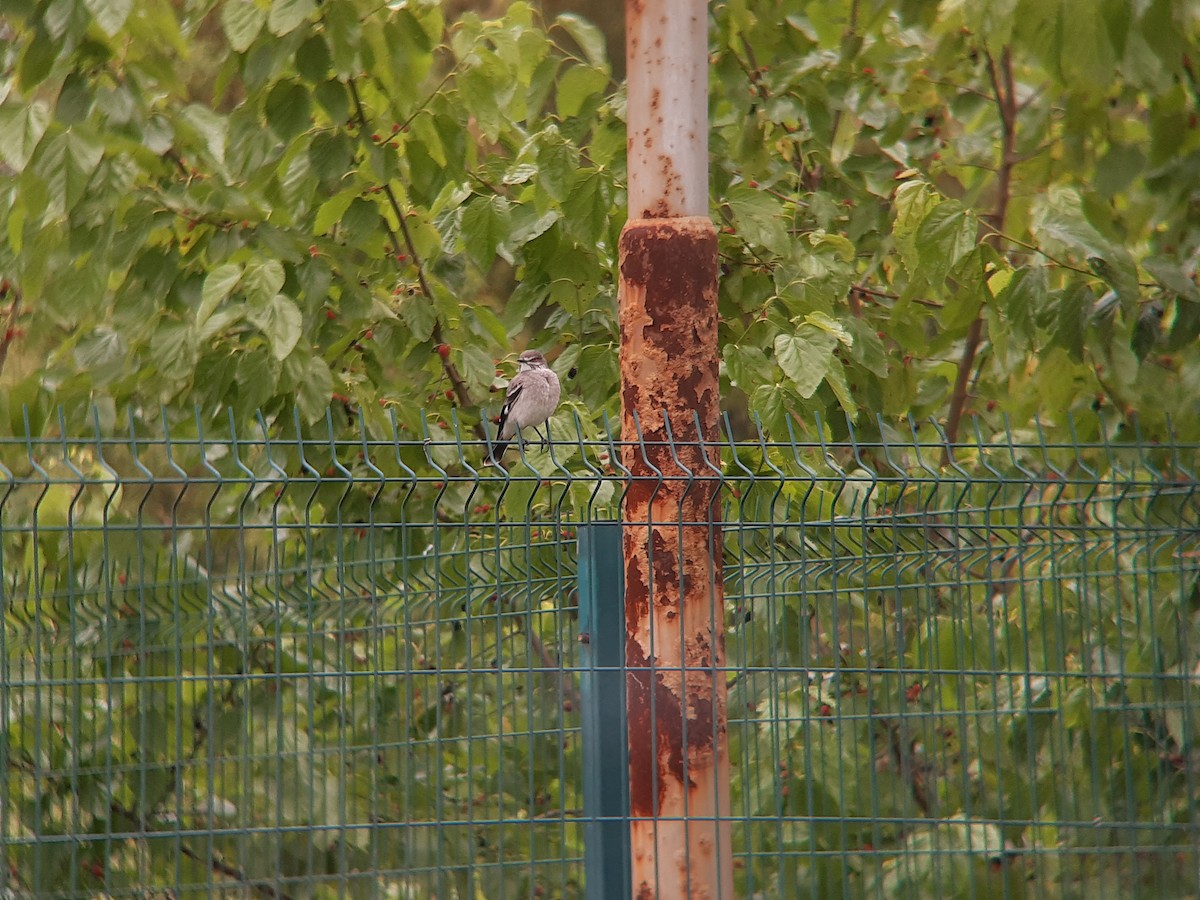 Gray Monjita - ML644213203