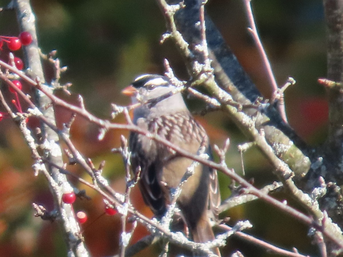White-crowned Sparrow - ML644213217
