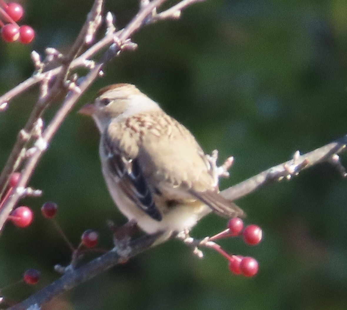 White-crowned Sparrow - ML644213218