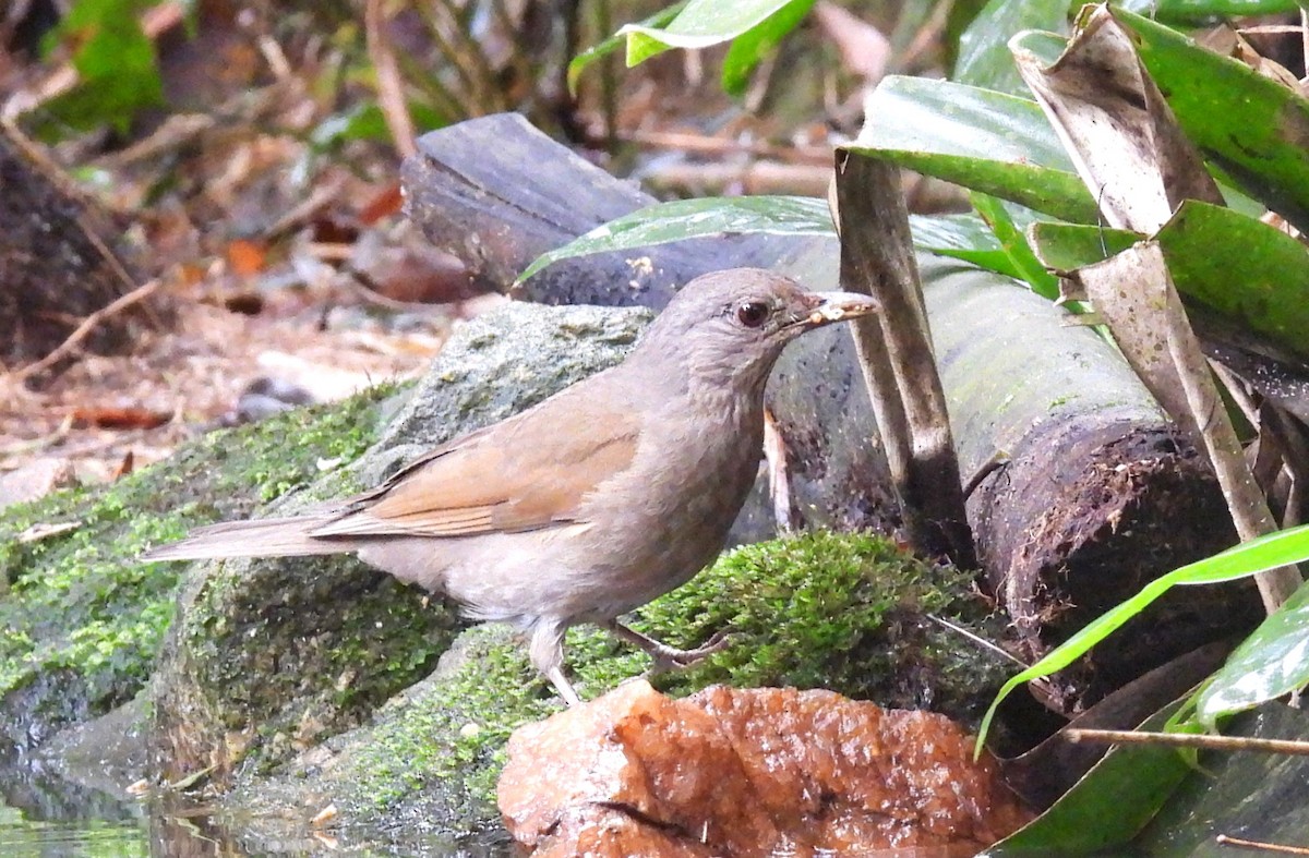 Pale-breasted Thrush - ML644213221