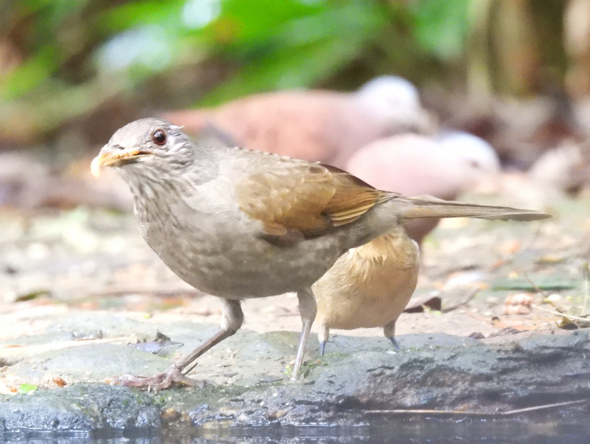 Pale-breasted Thrush - ML644213222