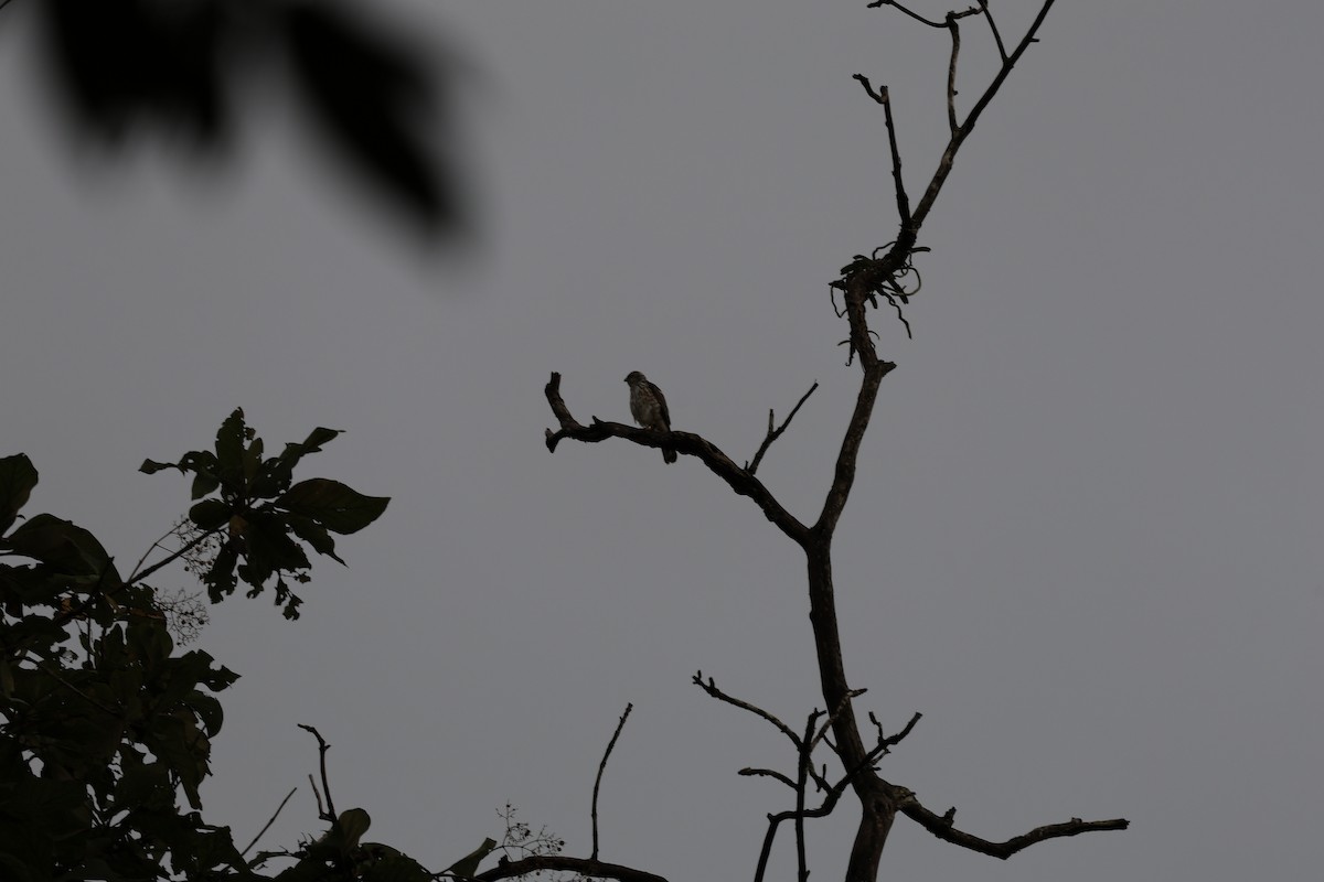 Crested Goshawk - ML644213229