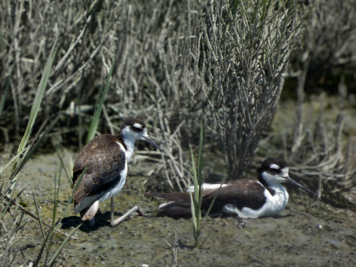 Black-necked Stilt - ML644213237