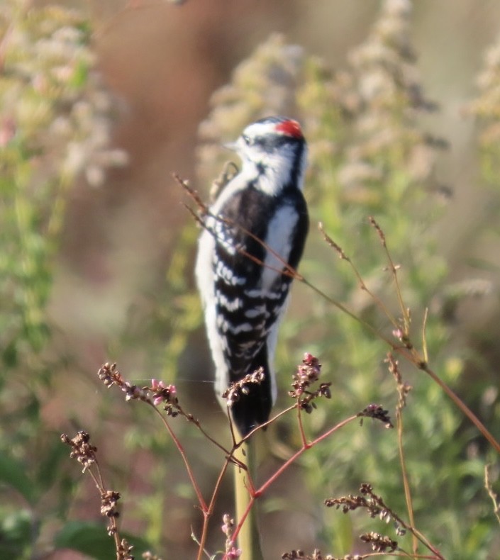 Downy Woodpecker - ML644213244