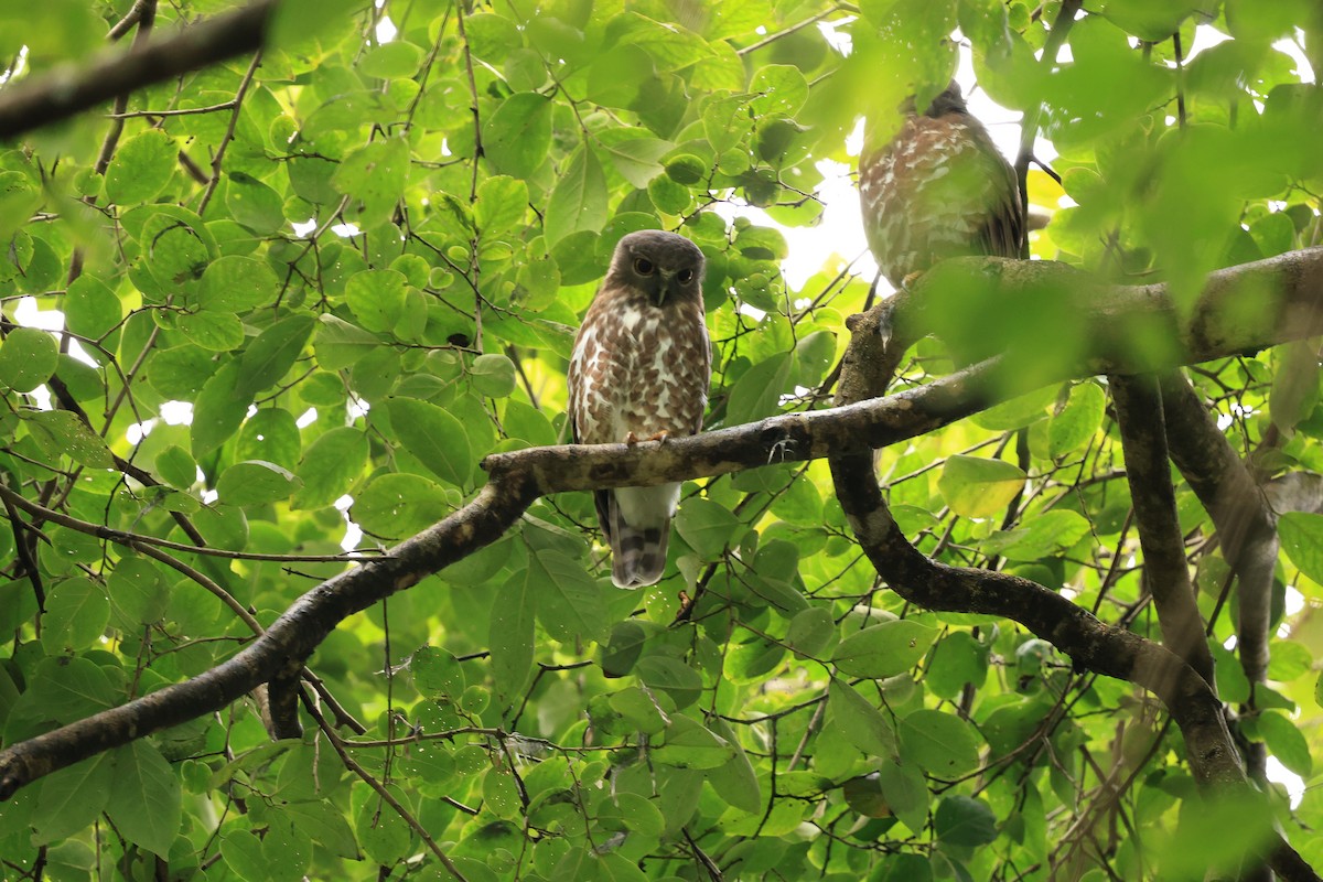 Brown Boobook - ML644213255