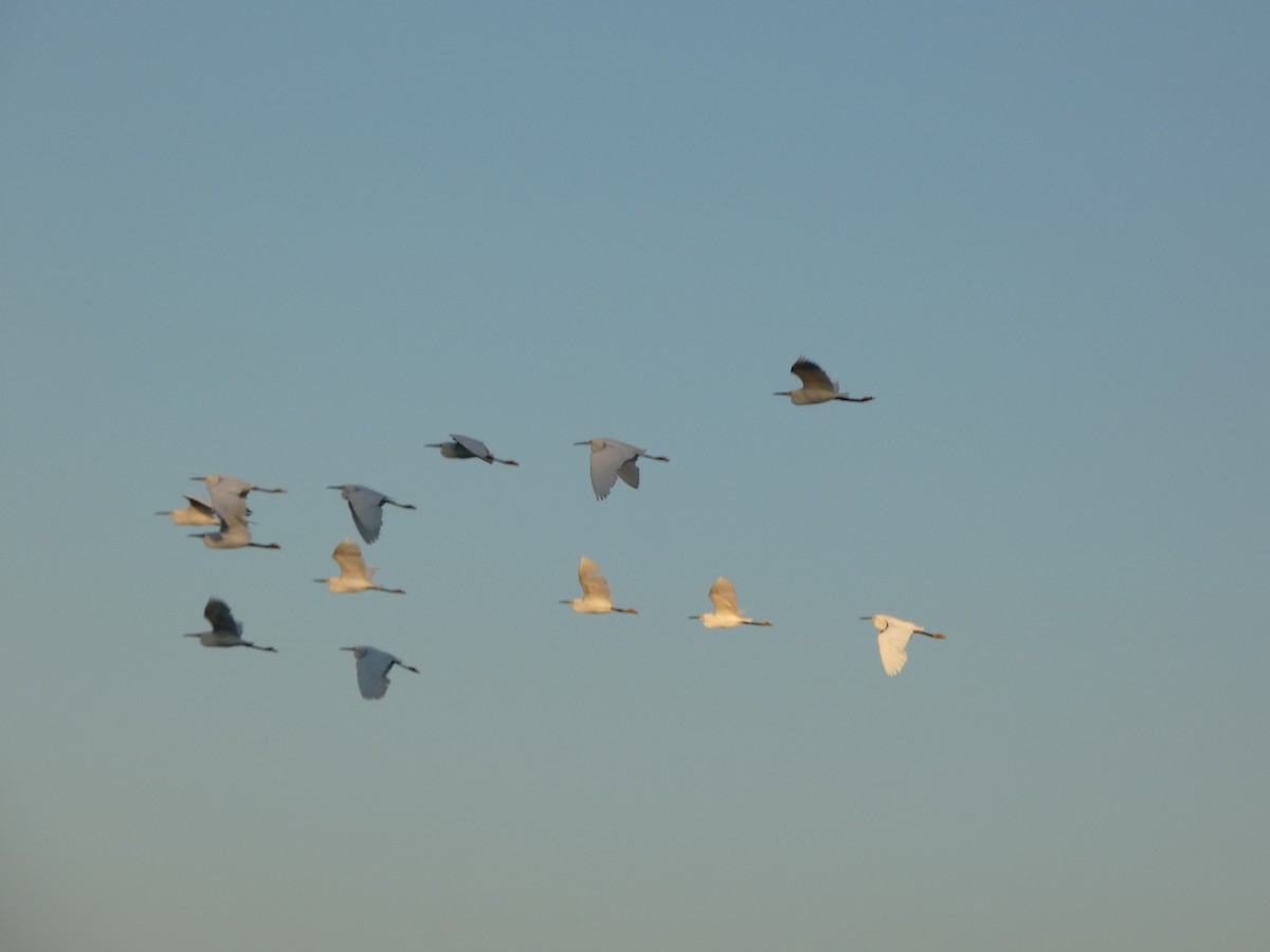 Snowy Egret - ML644213261