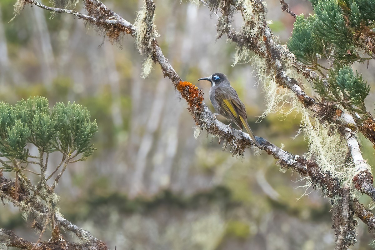 Belford's Melidectes - ML644213267