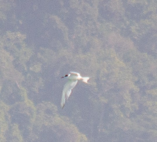 Large-billed Tern - ML644213274