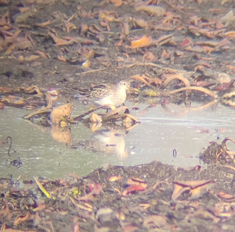 Орог элсэг - ML644213282