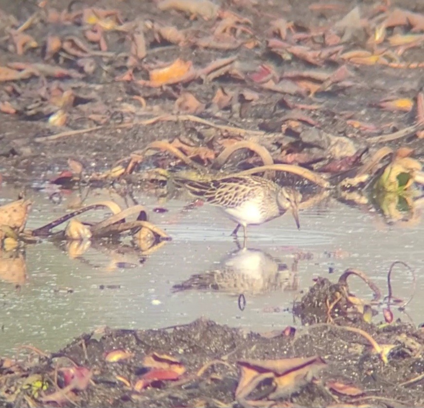 Орог элсэг - ML644213283