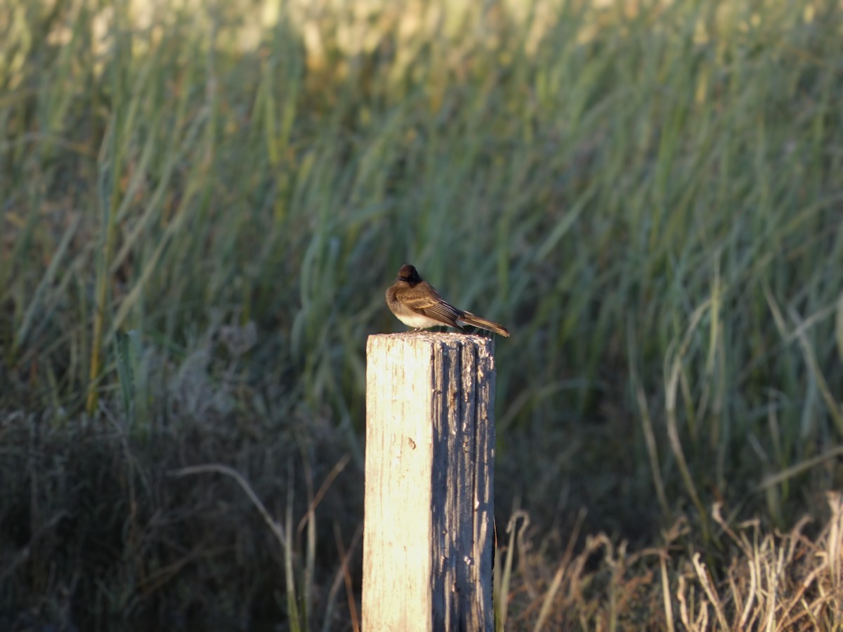 Black Phoebe - ML644213284