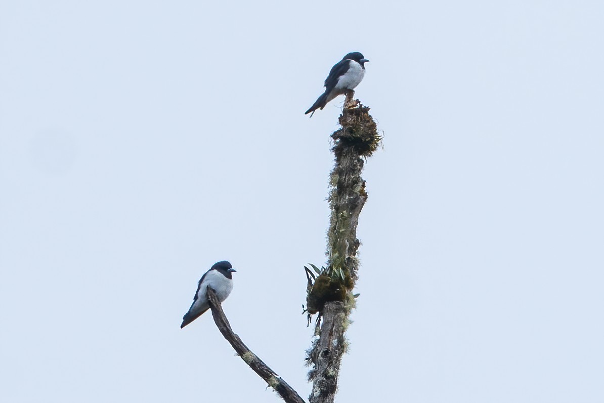 Great Woodswallow - ML644213286