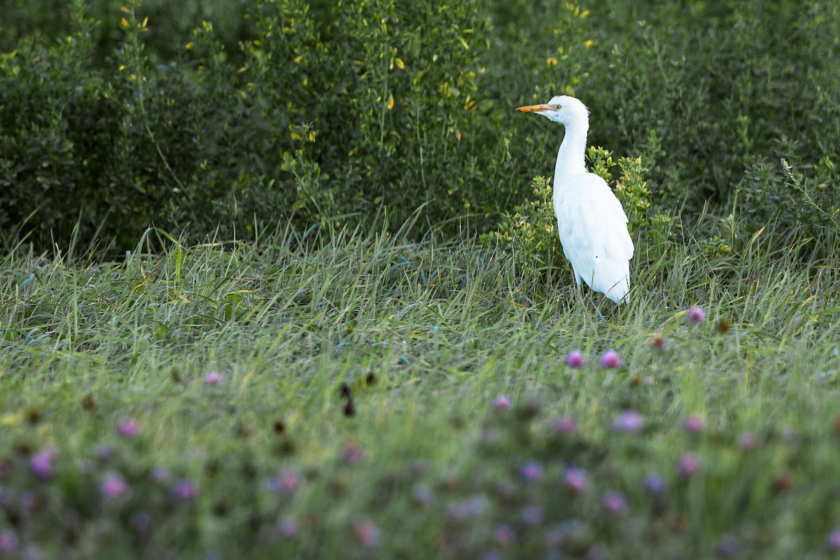 Western Cattle-Egret - ML644213317