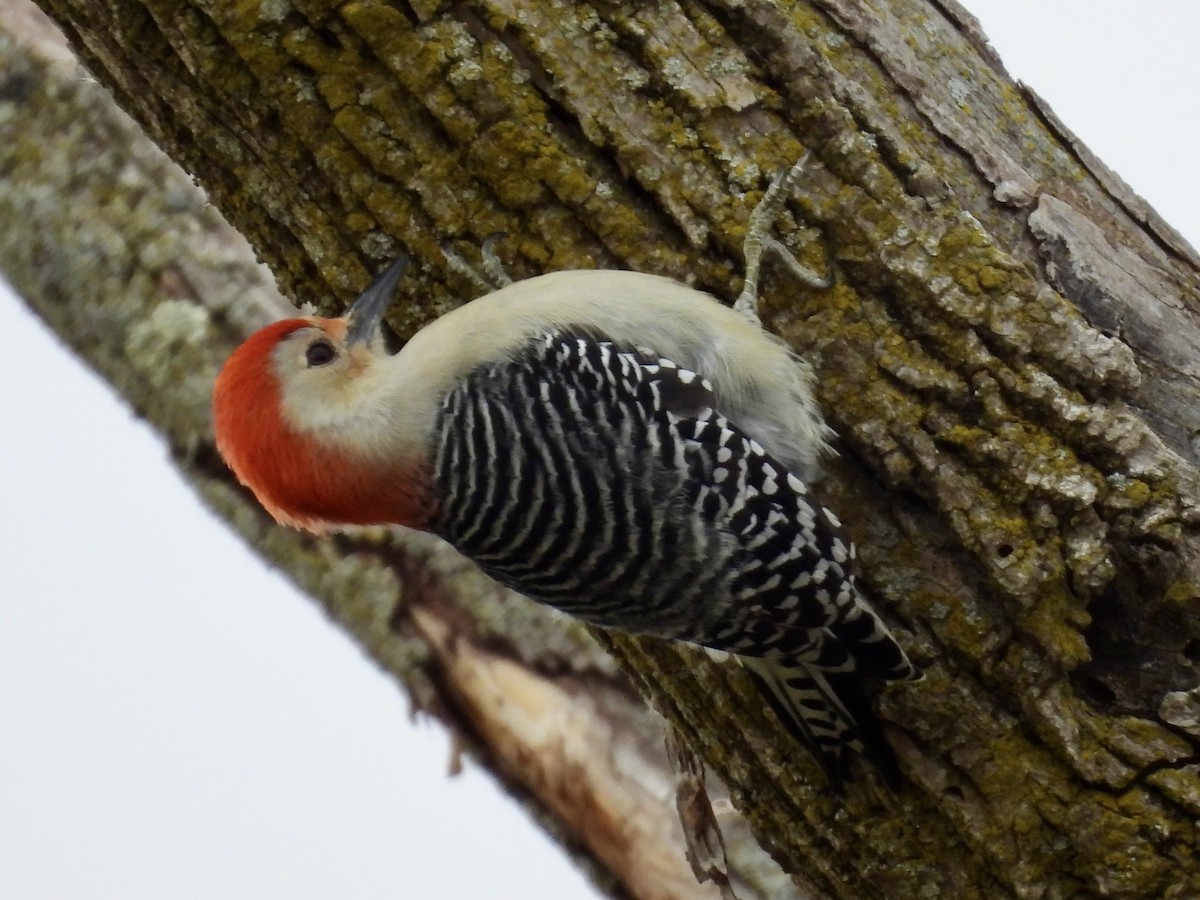 Red-bellied Woodpecker - ML644213321
