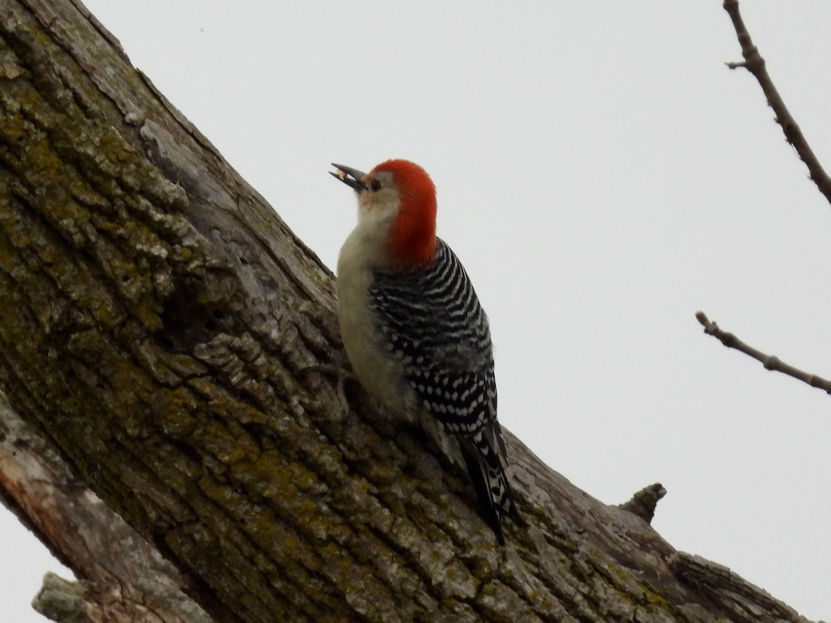 Red-bellied Woodpecker - ML644213322