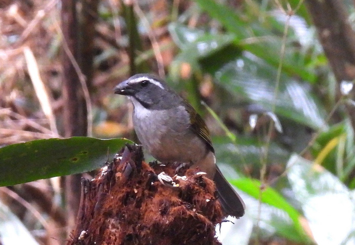 Green-winged Saltator - ML644213327