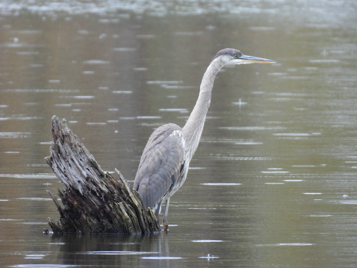 Great Blue Heron - ML644213328