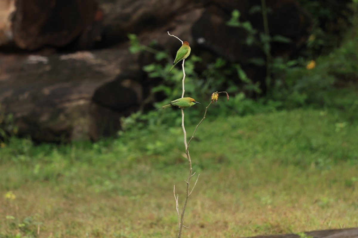 Asian Green Bee-eater - ML644213338