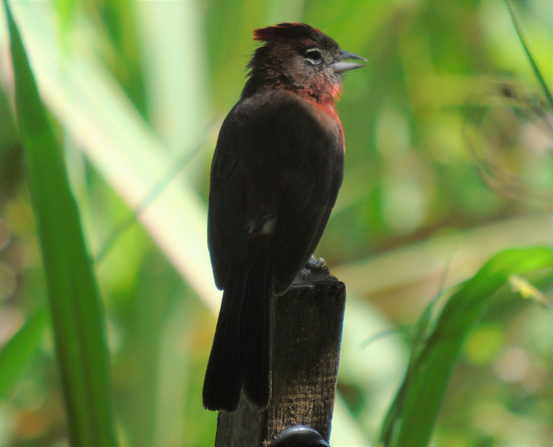 Araguira rougeâtre - ML644213344
