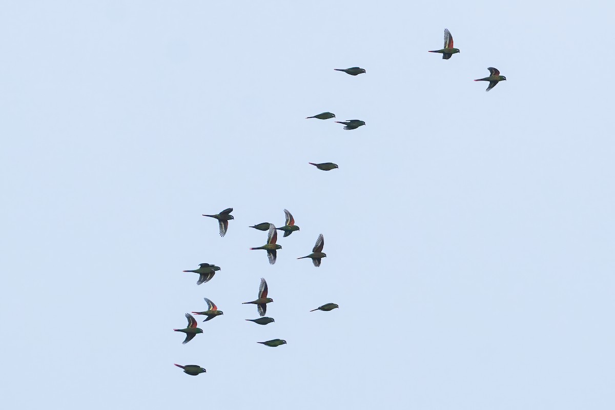 Plum-faced Lorikeet - ML644213347