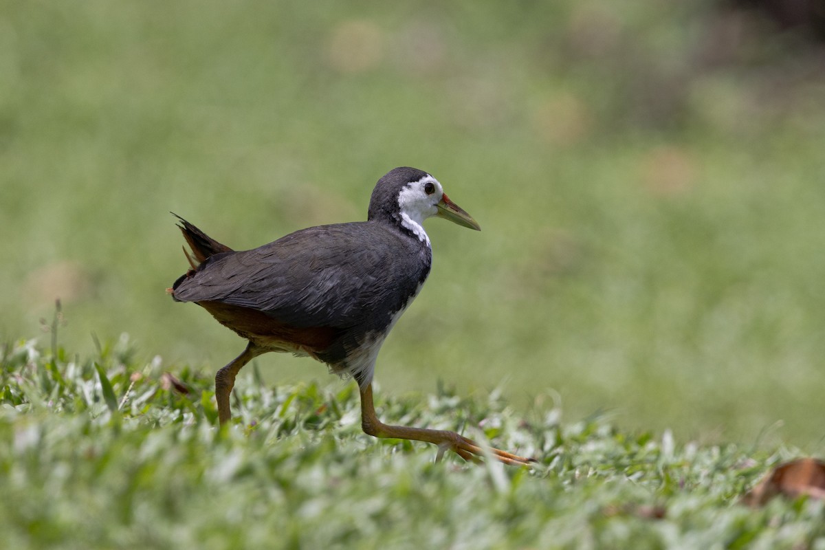 White-breasted Waterhen - ML644213348