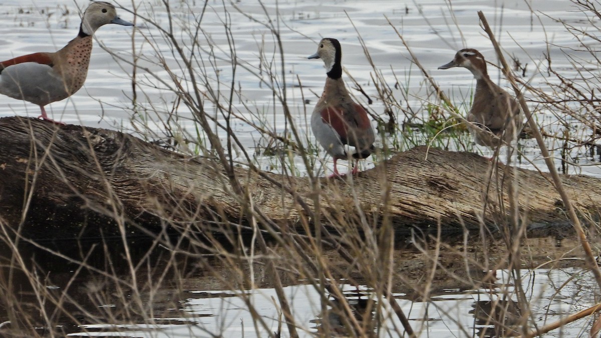 Rotschulterente - ML644213352