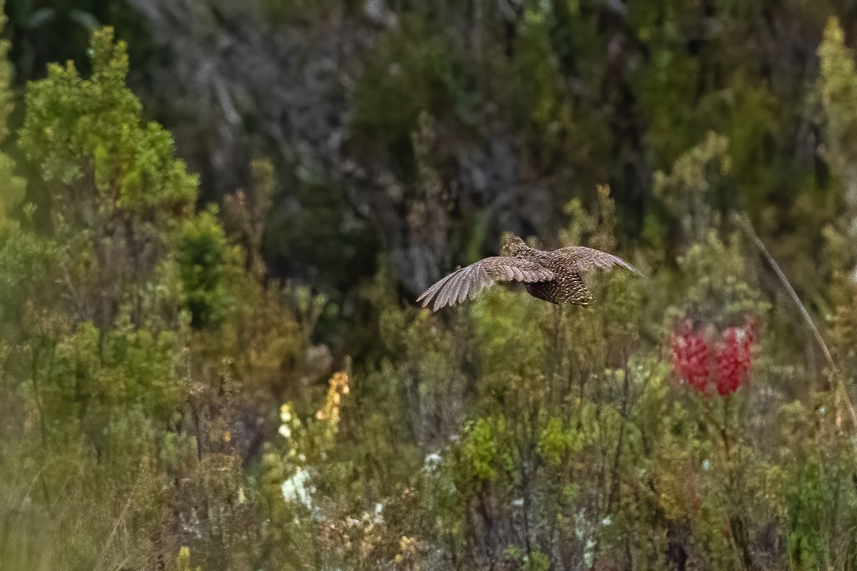 Snow Mountain Quail - ML644213353
