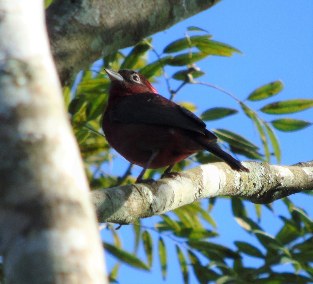 Araguira rougeâtre - ML644213365