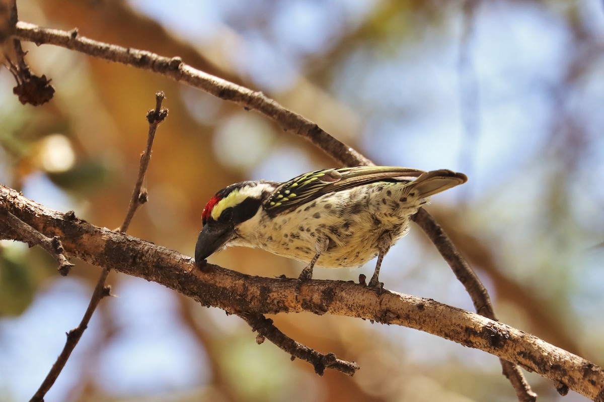 Barbudo Diademado - ML644213376