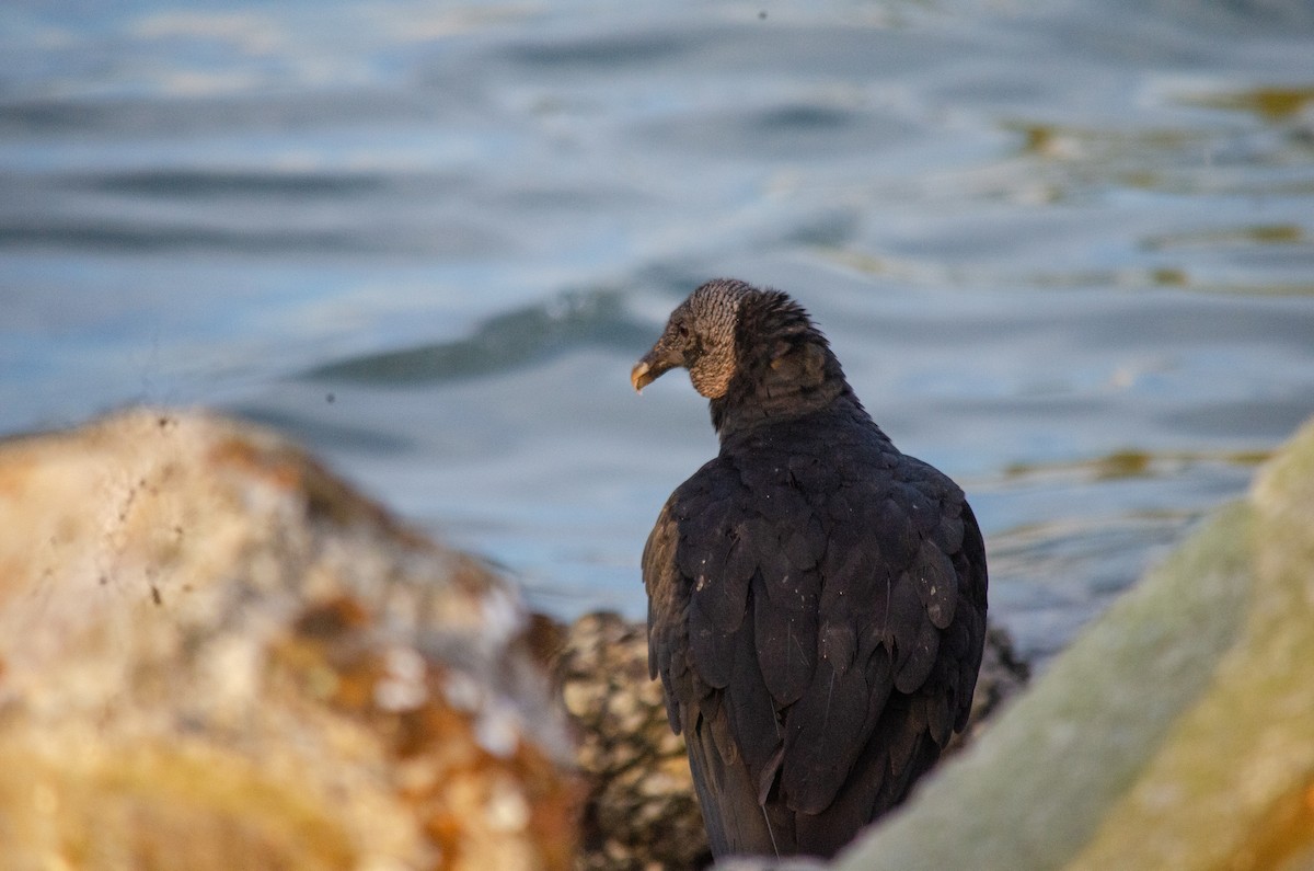 Black Vulture - ML644213380