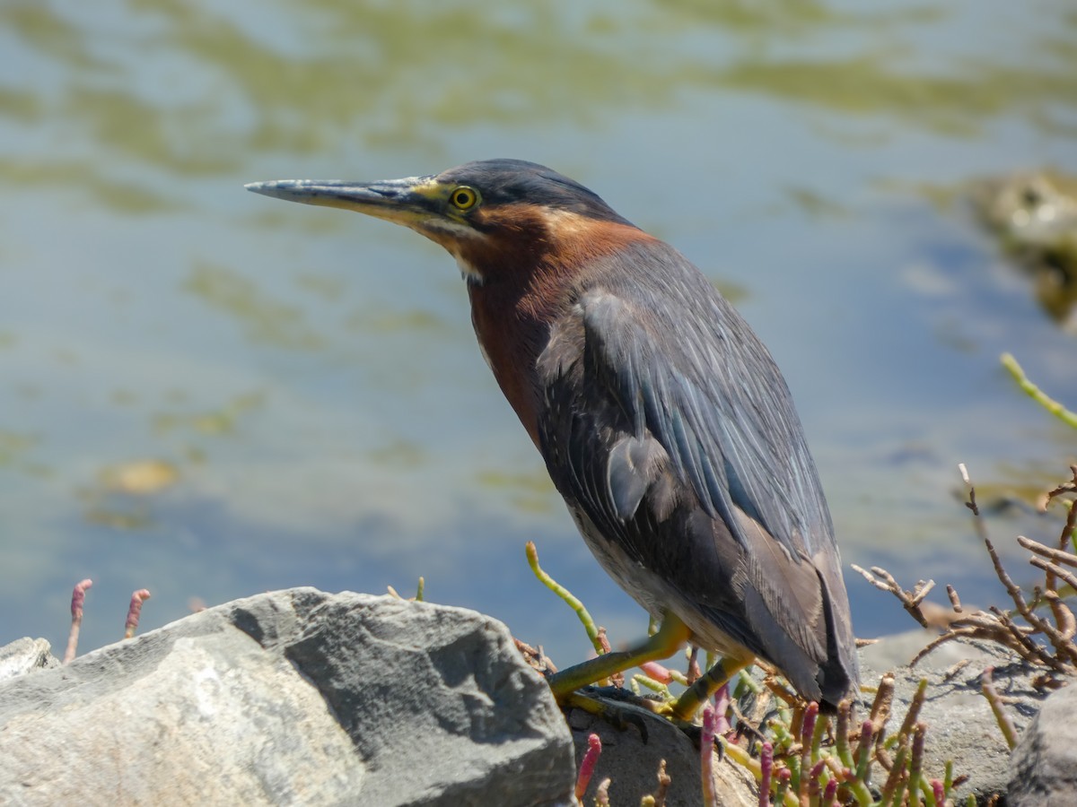 Green Heron - ML644213387