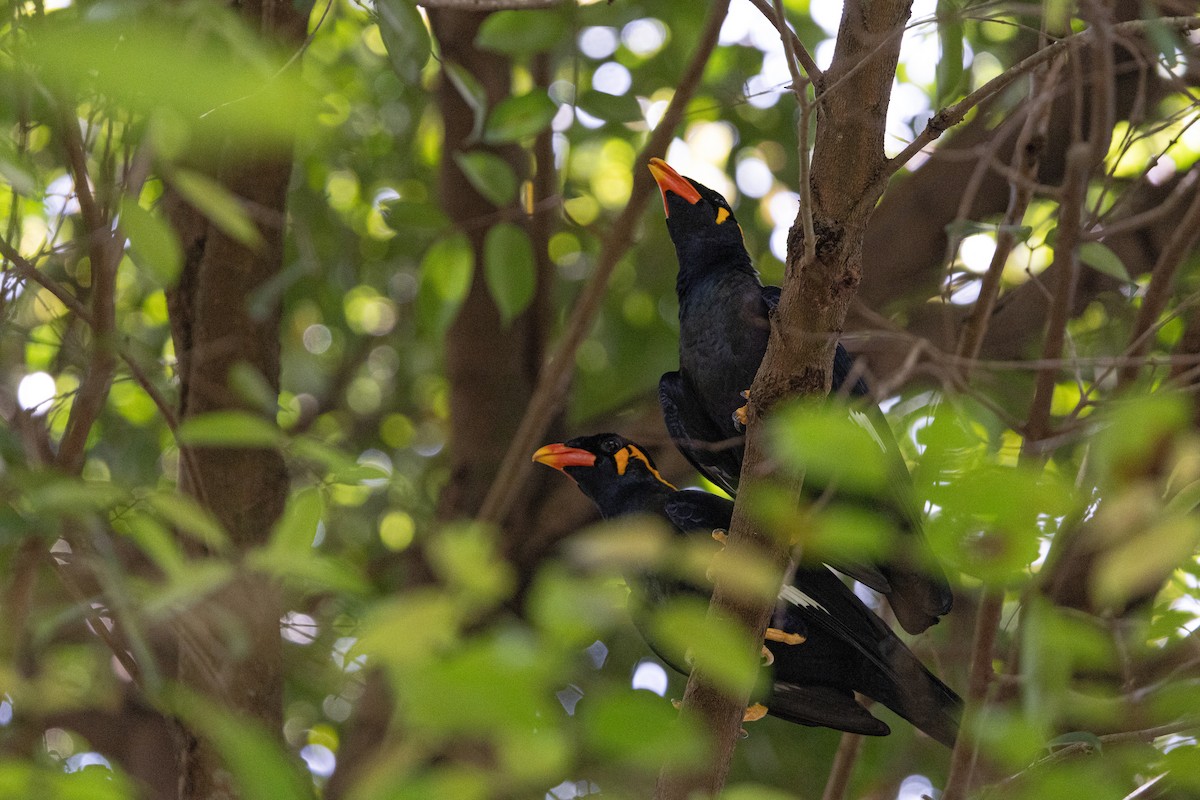 Common Hill Myna - ML644213399