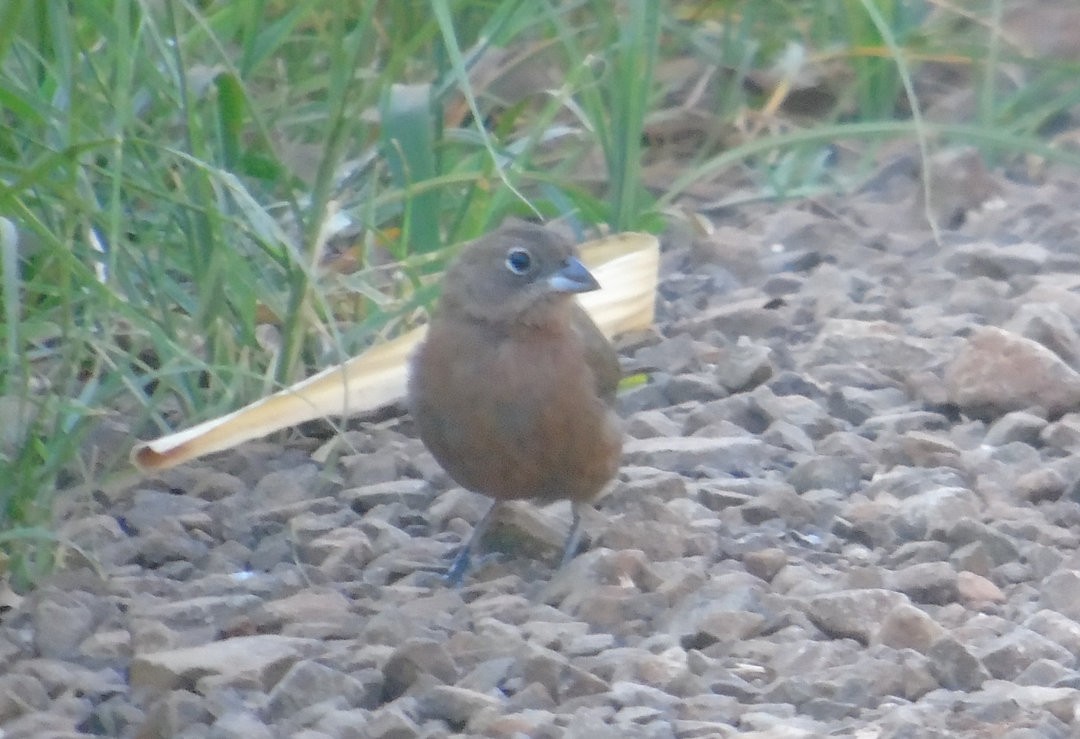 Araguira rougeâtre - ML644213409