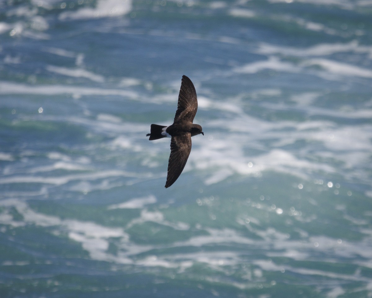 Elliot's Storm-Petrel - ML644213419