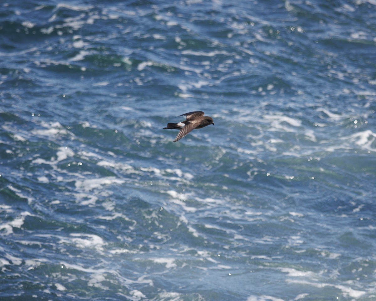 Elliot's Storm-Petrel - ML644213420