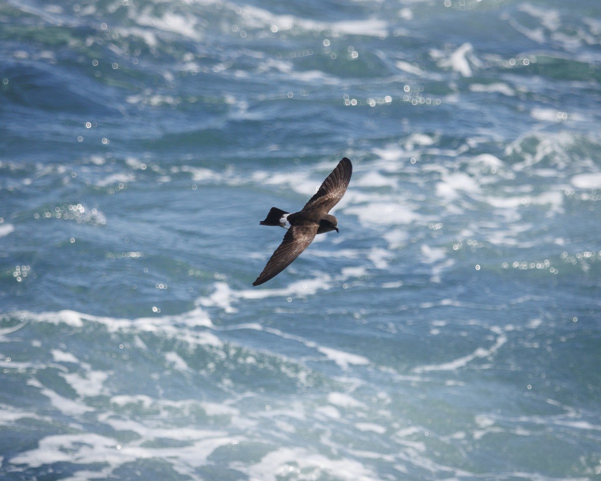 Elliot's Storm-Petrel - ML644213421